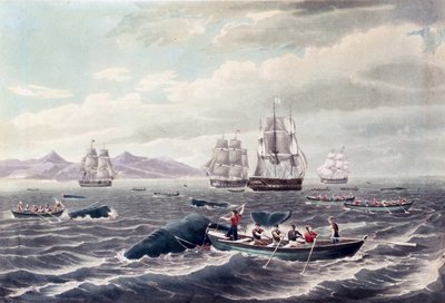 Ławica kaszalotów, rytowana przez J. Hilla, opublikowana w 1838 r. (kolorowa akwatinta) autorstwa Thomas (after) Birch