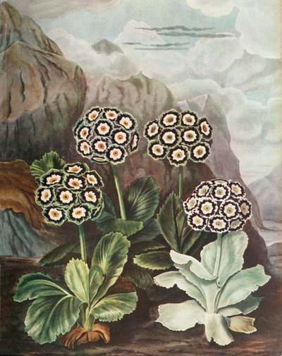Auriculas, c1802-1821, 1948 autorstwa Thomas Baxter