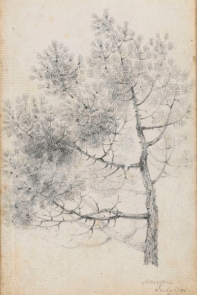 Studium sosny w Merton (recto) autorstwa Thomas Baxter