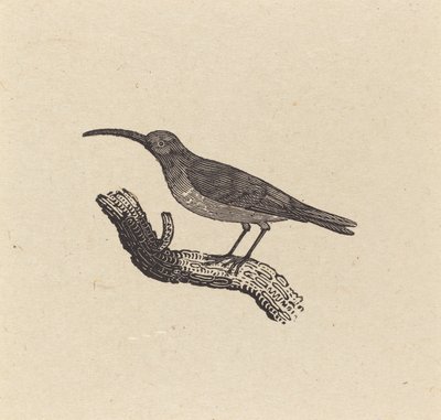 Ptak autorstwa Thomas Bewick