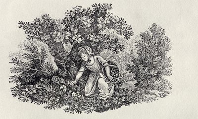 Dziewczyna zbierająca kwiaty z „Historii brytyjskich ptaków i czworonogów” autorstwa Thomas Bewick