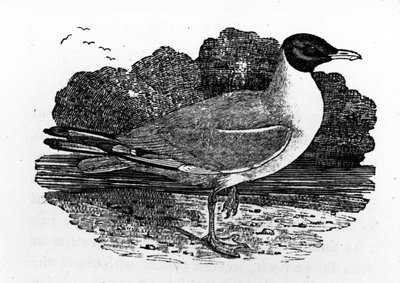 Mewa śmieszka, ilustracja z „Historii ptaków brytyjskich” Thomasa Bewicka, opublikowana po raz pierwszy w 1797 r. autorstwa Thomas Bewick