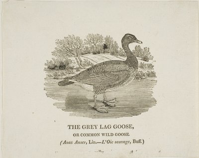 Grey Lag Goose autorstwa Thomas Bewick