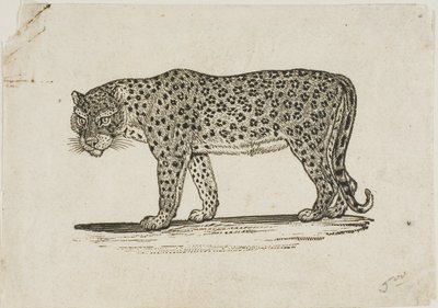 Lampart autorstwa Thomas Bewick
