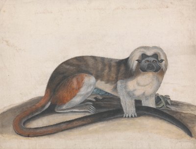 Studium dla „The Pinche or Red Tailed Monkey” (dawniej Cottenhead Marmozeta) autorstwa Thomas Bewick