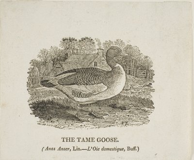 Oswojona gęś autorstwa Thomas Bewick