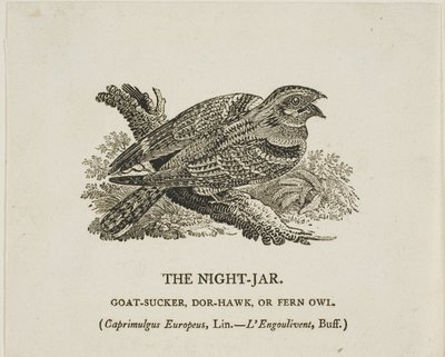 Nocny słoik autorstwa Thomas Bewick