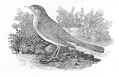 Słowik (Luscinia megarhynchos) z tomu I „Historii ptaków brytyjskich”, wyd. 1797 (drewno grawerowane) autorstwa Thomas Bewick