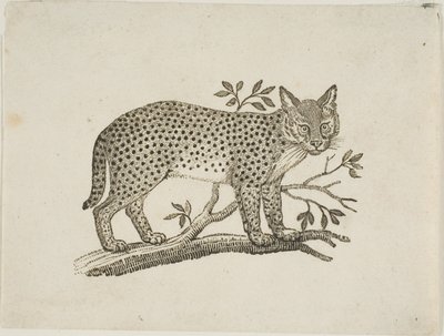 Serwal autorstwa Thomas Bewick