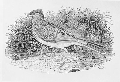 Skowronek (Alauda arvensis) z tomu I „Historii ptaków brytyjskich”, wyd. 1797 (drewno grawerowane) autorstwa Thomas Bewick