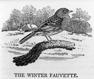 The Winter Fauvette, ilustracja z „Historii ptaków brytyjskich” Thomasa Bewicka, opublikowana po raz pierwszy w 1797 r. autorstwa Thomas Bewick