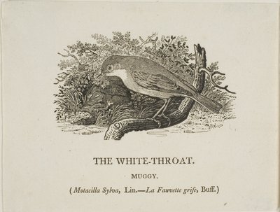 Białe gardło (ptak) autorstwa Thomas Bewick