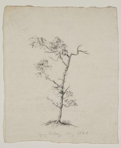 Young Hickory autorstwa Thomas Cole