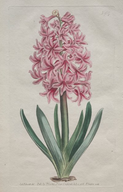 Wystawiony magazyn botaniczny lub ogród kwiatowy: Hiacynt ogrodowy, 1806. autorstwa Thomas Curtis