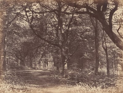Scena z drewna, Norton, Cheshire, 1856. autorstwa Thomas Davies