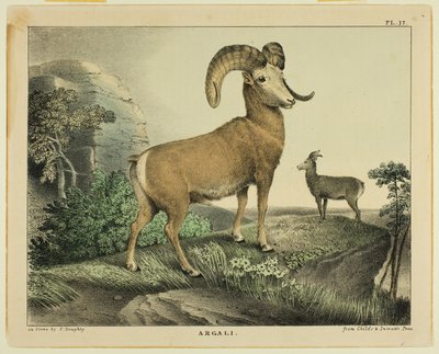 Argali autorstwa Thomas Doughty