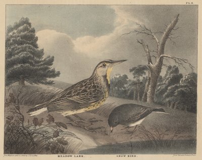 Meadow Lark i Snow Bird , z „Gabinet historii naturalnej i amerykańskich sportów wiejskich Doughty”, tom I, 1830 autorstwa Thomas Doughty