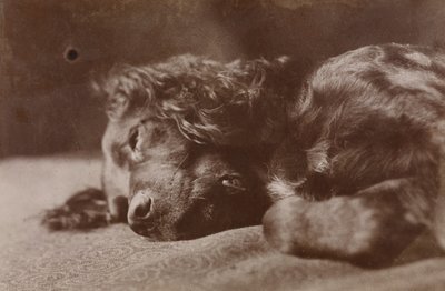 Boyce, portret psa rasy seter autorstwa Thomas Eakins