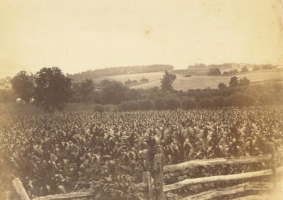 [Cornfield, Avondale, PA]. autorstwa Thomas Eakins