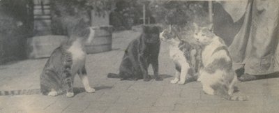 Cztery koty, ca. 1895. autorstwa Thomas Eakins