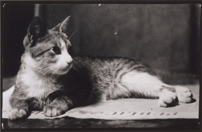 Kot pani Thomas Eakins autorstwa Thomas Eakins
