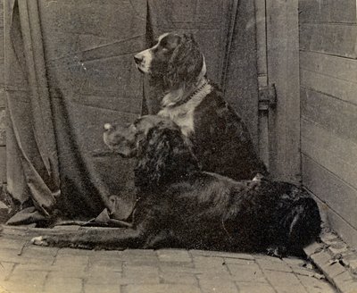 Psy Thomasa Eakinsa, 1884 r autorstwa Thomas Eakins