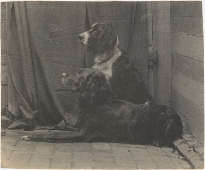 [Pies Thomasa Eakinsa Harry i inny seter], 1880., 1880. autorstwa Thomas Eakins