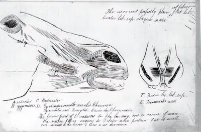 Anatomiczne studium głowy konia bez tytułu, 1878. autorstwa Thomas Eakins