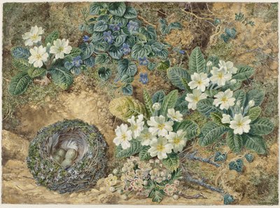 Martwa natura ptasiego gniazda, fiołków, pierwiosnków i kwiatu jabłoni autorstwa Thomas Frederick Collier