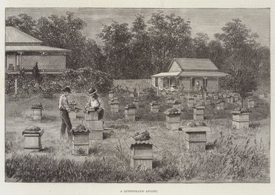 Pasieka Queensland autorstwa Thomas Harrington Wilson