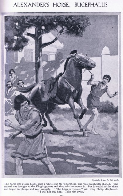 Koń Aleksandra, Bucephalus: koń był lśniąco czarny z białą gwiazdą na czole, ok. 1950 r. (litografia) autorstwa Thomas Heath Robinson