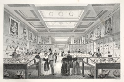 British Museum, Zoological Gallery, z pubu „London Interiors withich Costumes and Ceremonies”. Joseph Mead, Londyn, c.1843 (rycina stalowa) autorstwa Thomas Hosmer Shepherd