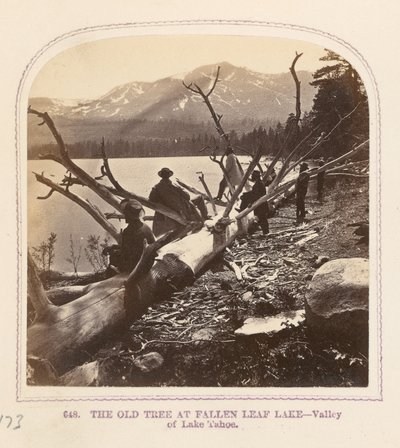 Stare drzewo nad jeziorem Fallen Leaf Lake autorstwa Thomas Houseworth