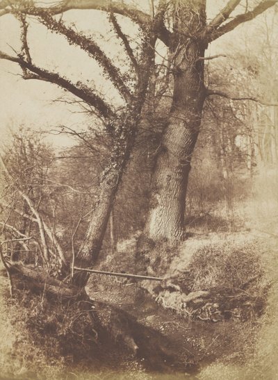 Drzewa, 1854-57. autorstwa Thomas Keith