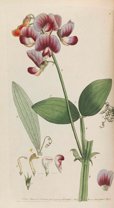 Rustykalna roślinność, 1792. autorstwa Thomas Martyn