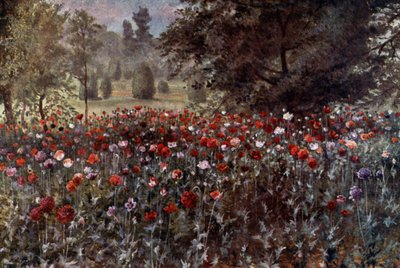 Kew Gardens: Poppy Beds (kolor lito) autorstwa Thomas Mower Martin