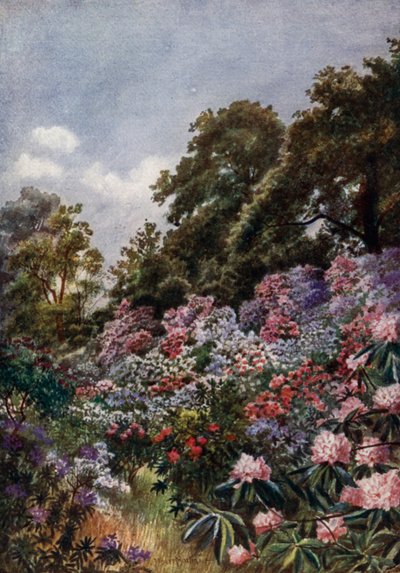 Kew Gardens: The Rhododendron Dell (kolor lito) autorstwa Thomas Mower Martin