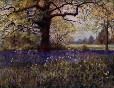 Kew Gardens: Dzikie hiacynty (kolor lito) autorstwa Thomas Mower Martin