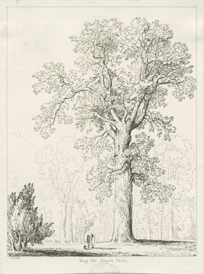 Blithfield - King Oak: rysunek piórem i tuszem autorstwa Thomas Peploe Wood