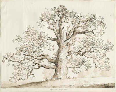 Blithfield - Squitch Oak : długopis i pranie, 1837 autorstwa Thomas Peploe Wood