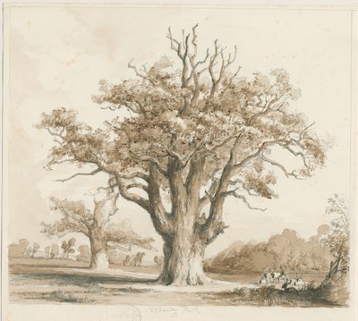 Teddesley Hall - Oak Trees: rysunek ołówkiem i wash, bd [listopad 1842] autorstwa Thomas Peploe Wood