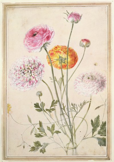Studium kwiatowe, ok. 1760 r autorstwa Thomas Robins