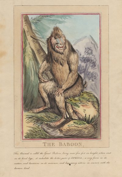 Zestaw ośmiu ilustracji wraz ze stroną tytułową. „Zwierzęta zagraniczne i krajowe”. 2. Lew autorstwa Thomas Rowlandson