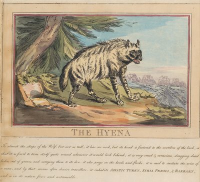 Zestaw ośmiu ilustracji wraz ze stroną tytułową. „Zwierzęta zagraniczne i krajowe”. 6. Hiena autorstwa Thomas Rowlandson