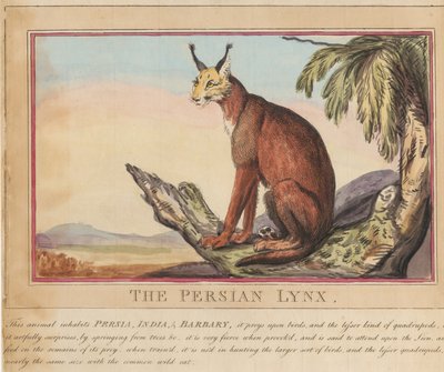 Zestaw ośmiu rycin wraz ze stroną tytułową. „Zwierzęta zagraniczne i krajowe”.  7.  Ryś perski autorstwa Thomas Rowlandson