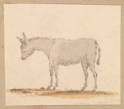 Studium osła, ok. 1820 (pióro i tusz, pranie, akwarela) autorstwa Thomas Streatfeild