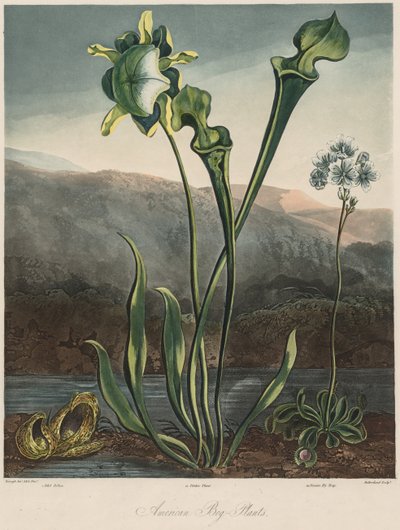 Świątynia Flory: amerykańskie rośliny bagienne. autorstwa Thomas Sutherland