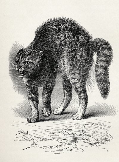 Kot przerażony przez psa, z „Wyrażania emocji u człowieka i zwierząt” Karola Darwina, 1872 (lito) autorstwa Thomas W. Wood