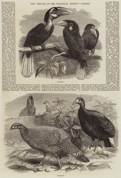 Nowości w ogrodach Towarzystwa Zoologicznego autorstwa Thomas W. Wood