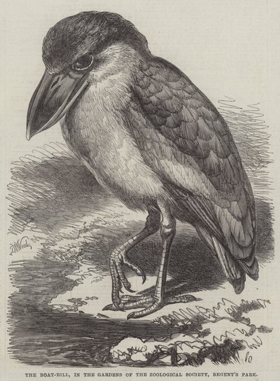 Rachunek łodzi, w ogrodach Towarzystwa Zoologicznego, Regent